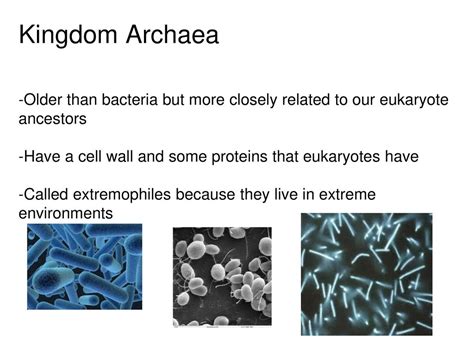 how are archaea more similar to eukaryotes than bacteria